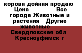 корова дойная продаю › Цена ­ 100 000 - Все города Животные и растения » Другие животные   . Свердловская обл.,Красноуфимск г.